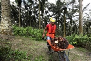 kelapa sawit